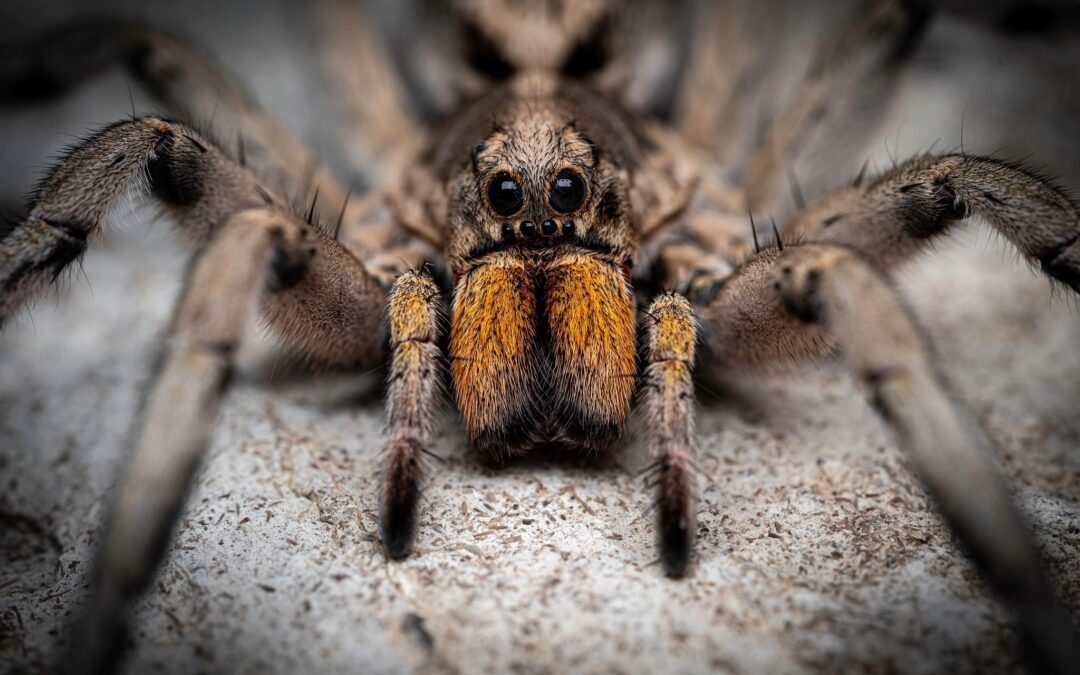 Spooky Surprise: How a Halloween Hike Led to a New Discovery