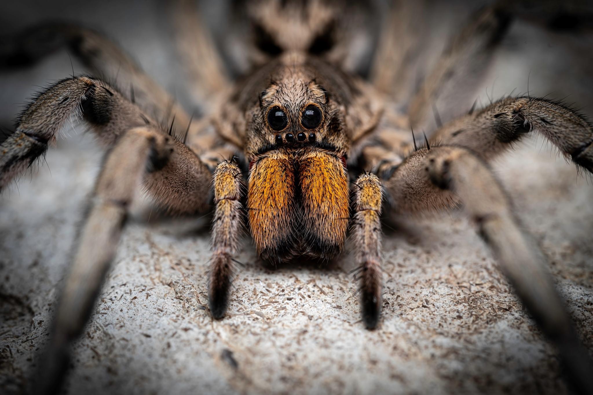 Spooky Surprise: How a Halloween Hike Led to a New Discovery