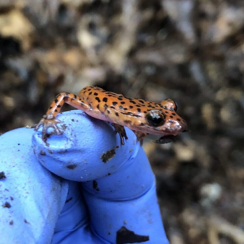 Millsaps Students Search, Study and Succeed in Nature