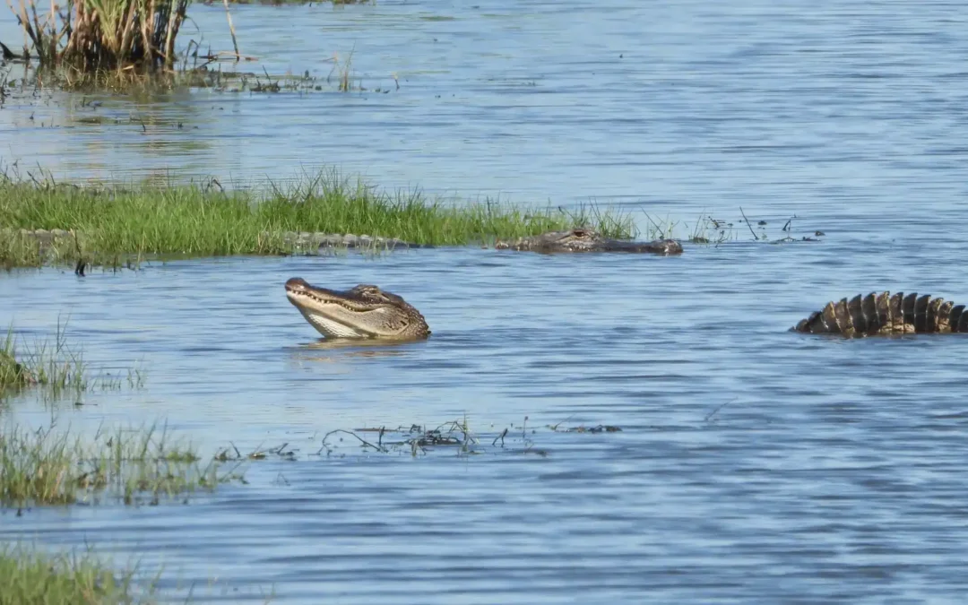 Change-Making in the Gulf South