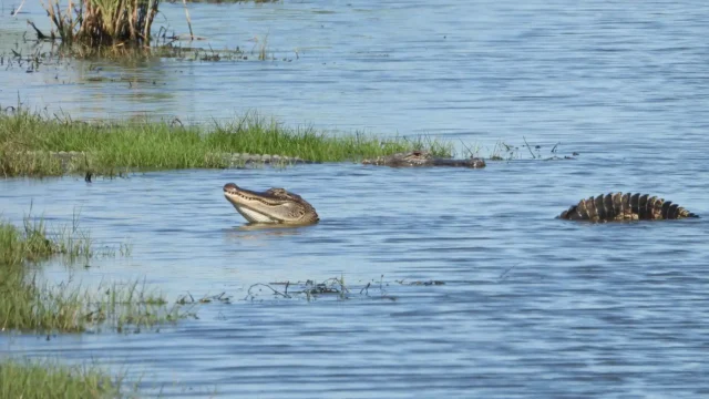 Change-Making in the Gulf South